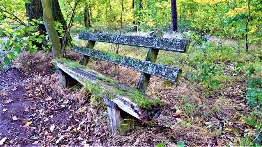 Marode Ruhebank im Stadtwald